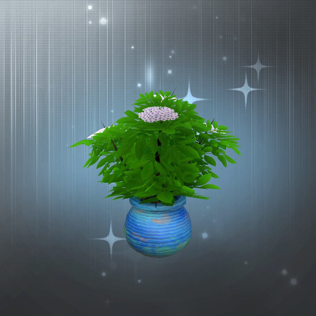 Small Potted Elderberry
