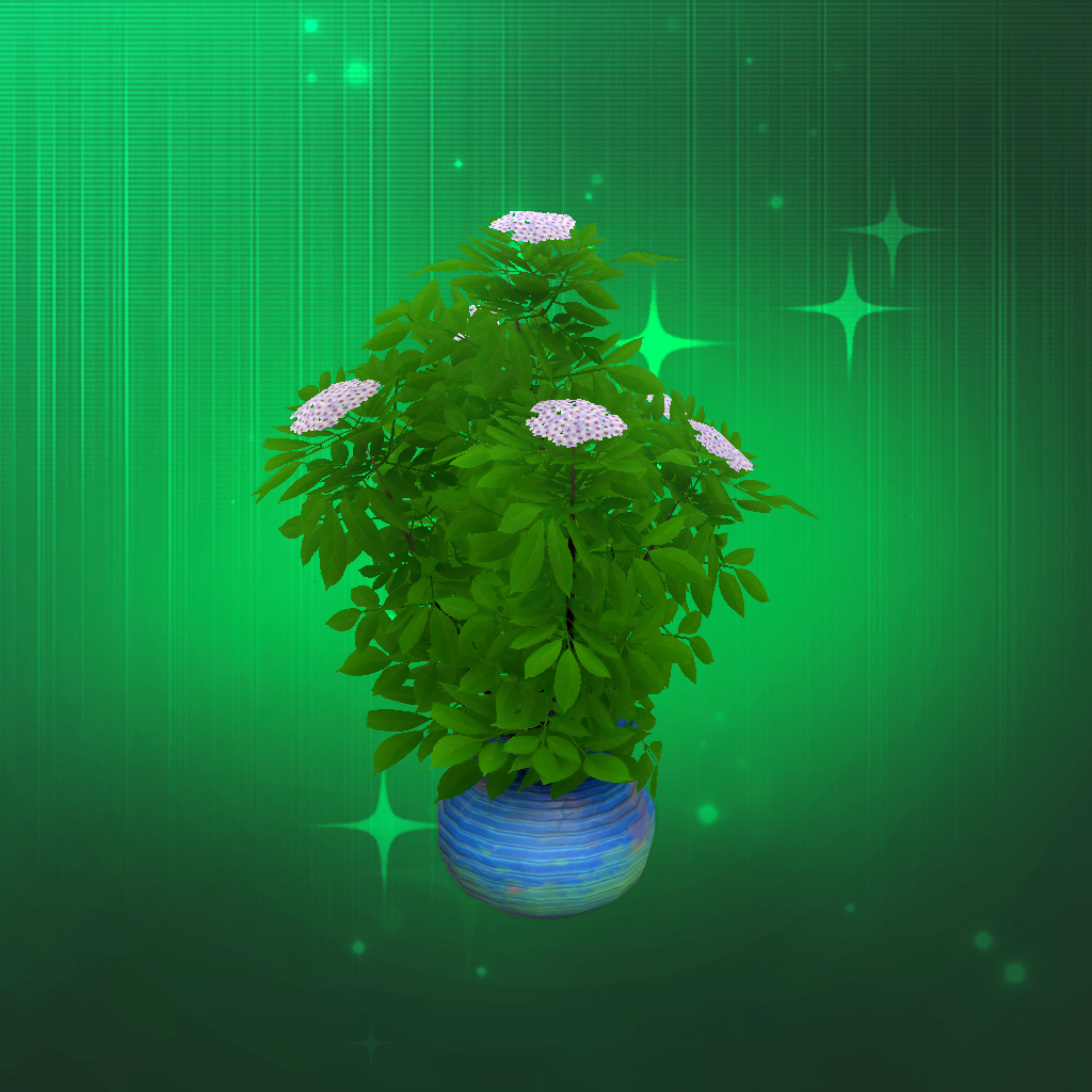 Medium Potted Elderberry
