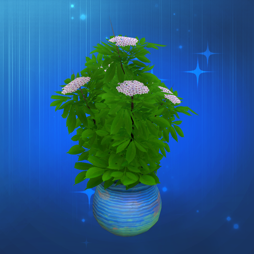 Big Potted Elderberry